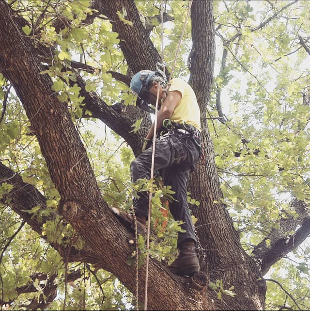 Tree Trimming