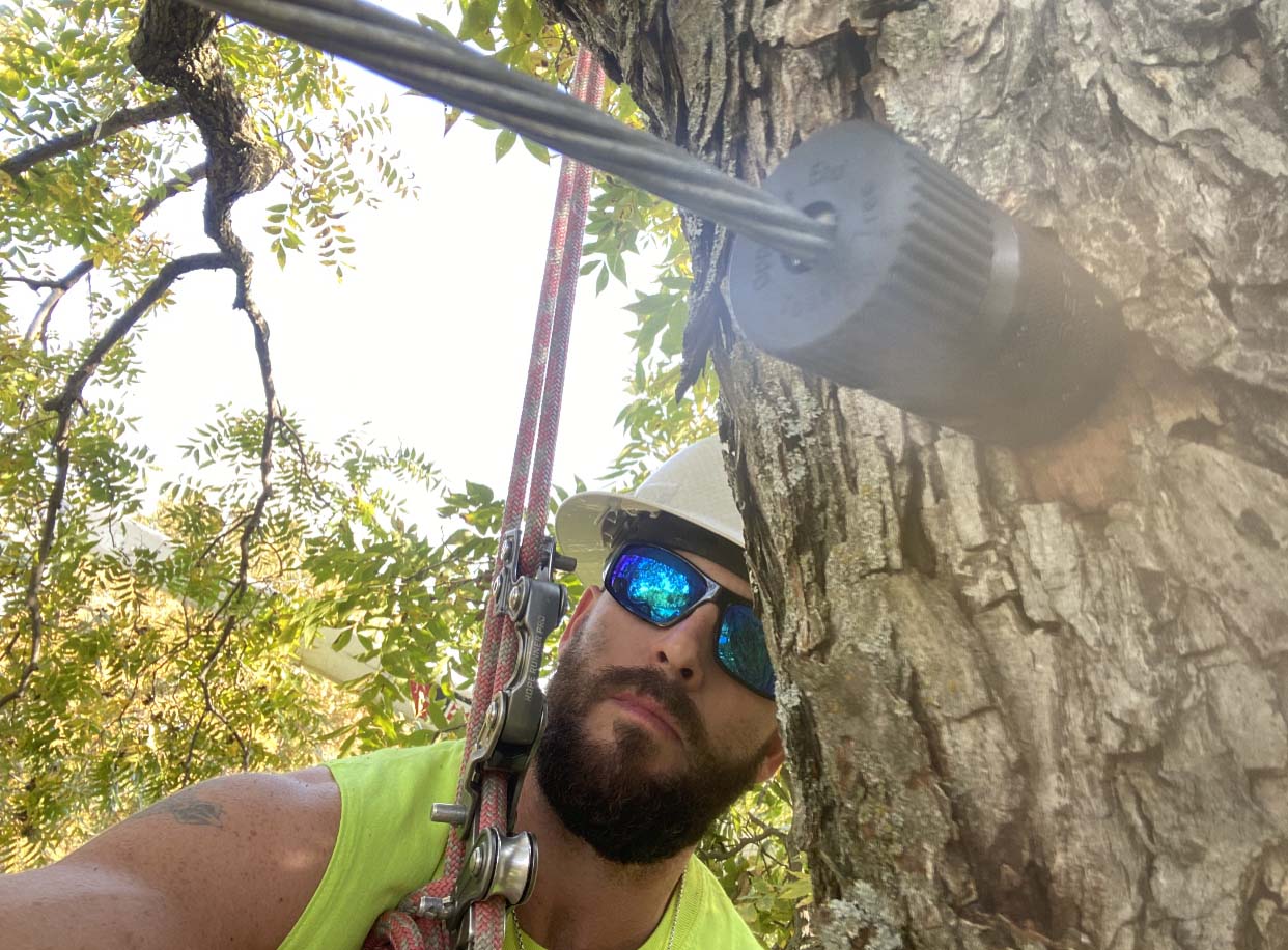 Tree cable is being installed