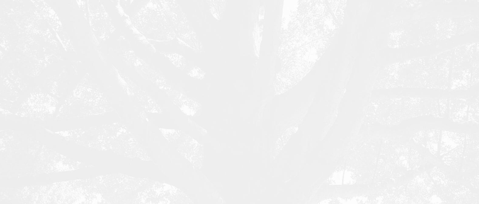 TREES BY JAKE Tree Service Tulsa gallery 4