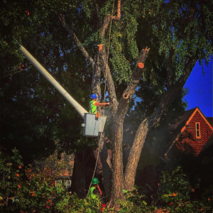 An arborist in a bucket truck cutting down a huge tree.
