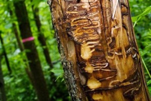 larvae markings on a tree trunk