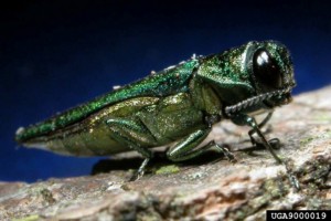 green Emerald Ash Borer