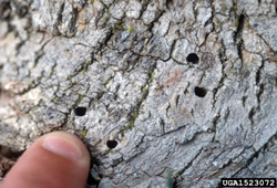 Small D shaped exit holes made by Emerald ash borer insect
