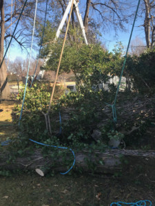 A bucket truck on the background and a fallen tree trunk tied in ropes .