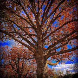 Oak tree with red leaves