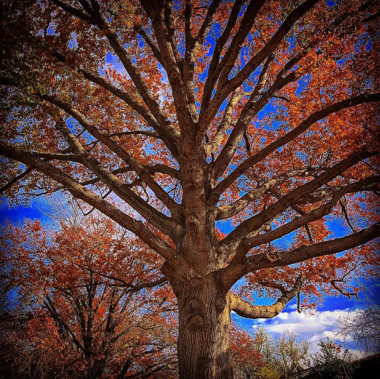 Oak tree with red leaves