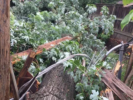 A large tree has fallen, causing damage to a wooden fence and nearby power lines in a residential area.