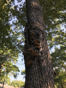 fungus growing on a tree's trunk