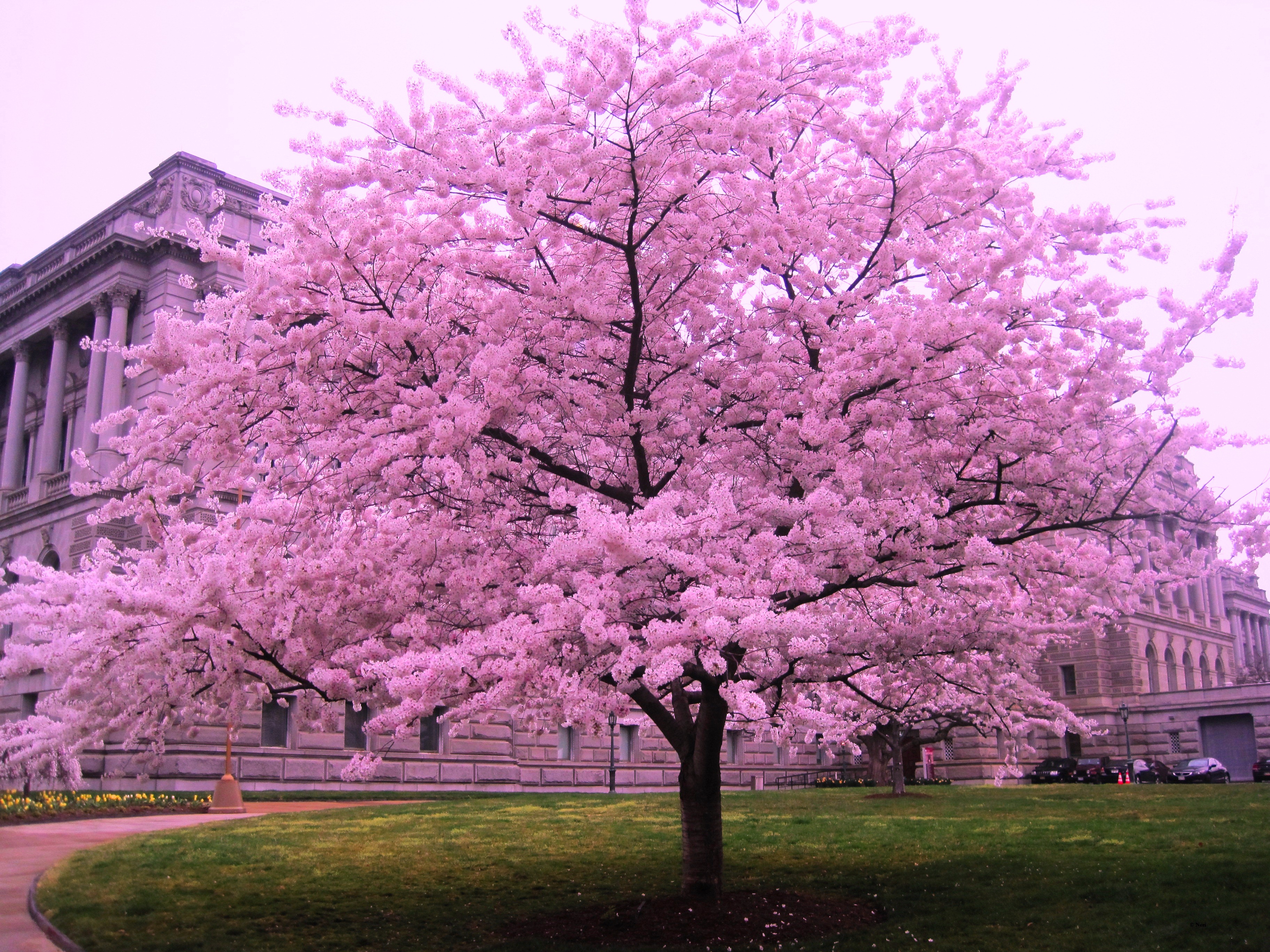 cherry blossom tree planted at the center