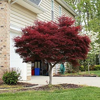 Japanese maple tree planted in front of a house