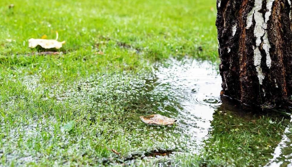 Tree in water puddle after a heavy rain