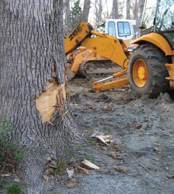An excavator and a loader heavy machines working near a big tree.
