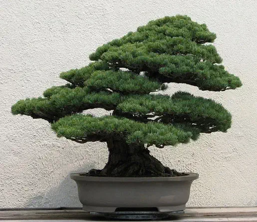 A well-maintained bonsai tree with a lush canopy of green foliage in a shallow grey ceramic pot, set against a plain beige background.