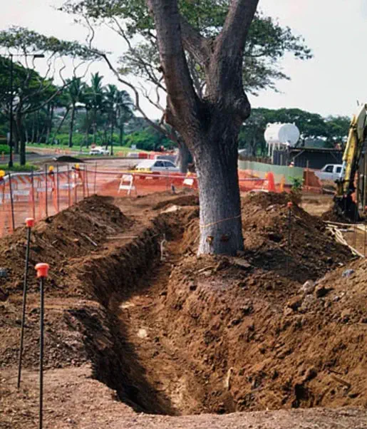 A construction site with a trench dug around a large tree. An orange safety barrier and construction equipment are visible in the background.