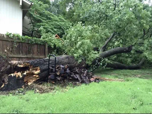 A large tree has fallen, partially damaging a wooden fence and lying across a grassy yard. The tree's roots and base are cracked and exposed.