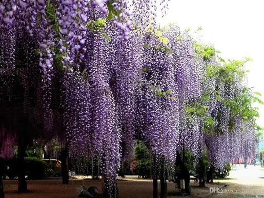 Purple wisteria flowers hanging down from vine-covered trees in a park, creating a cascading effect.