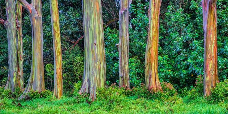 Trunks of rainbow eucalyptus trees