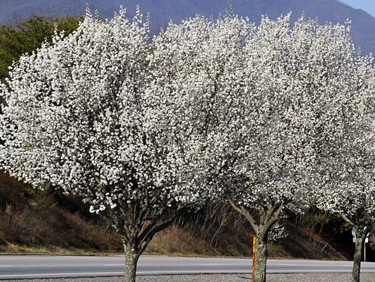 Bradford pears with bright white flowers standing near a road