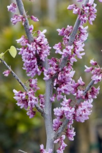 Clusters of pink flowers emerging from the entire tree of an Eastern Redbud.