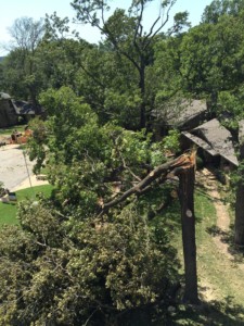 aerial view of a half-fallen tree