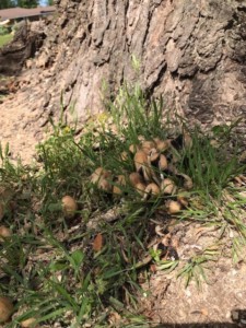 fungus growing near a tree's roots