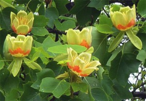 A flowering tulip tree.