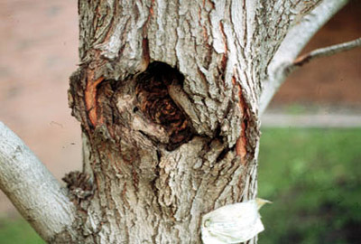 tree cankers disease on a tree
