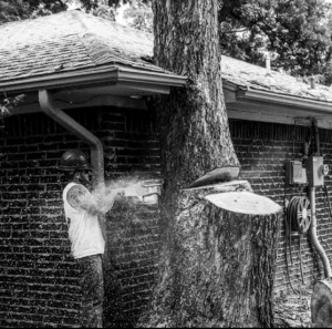 arborist carefully cutting a big tree near a house