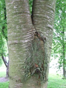 bark mark on a tree trunk