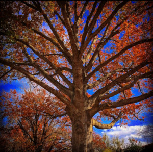 Oak tree with red leaves