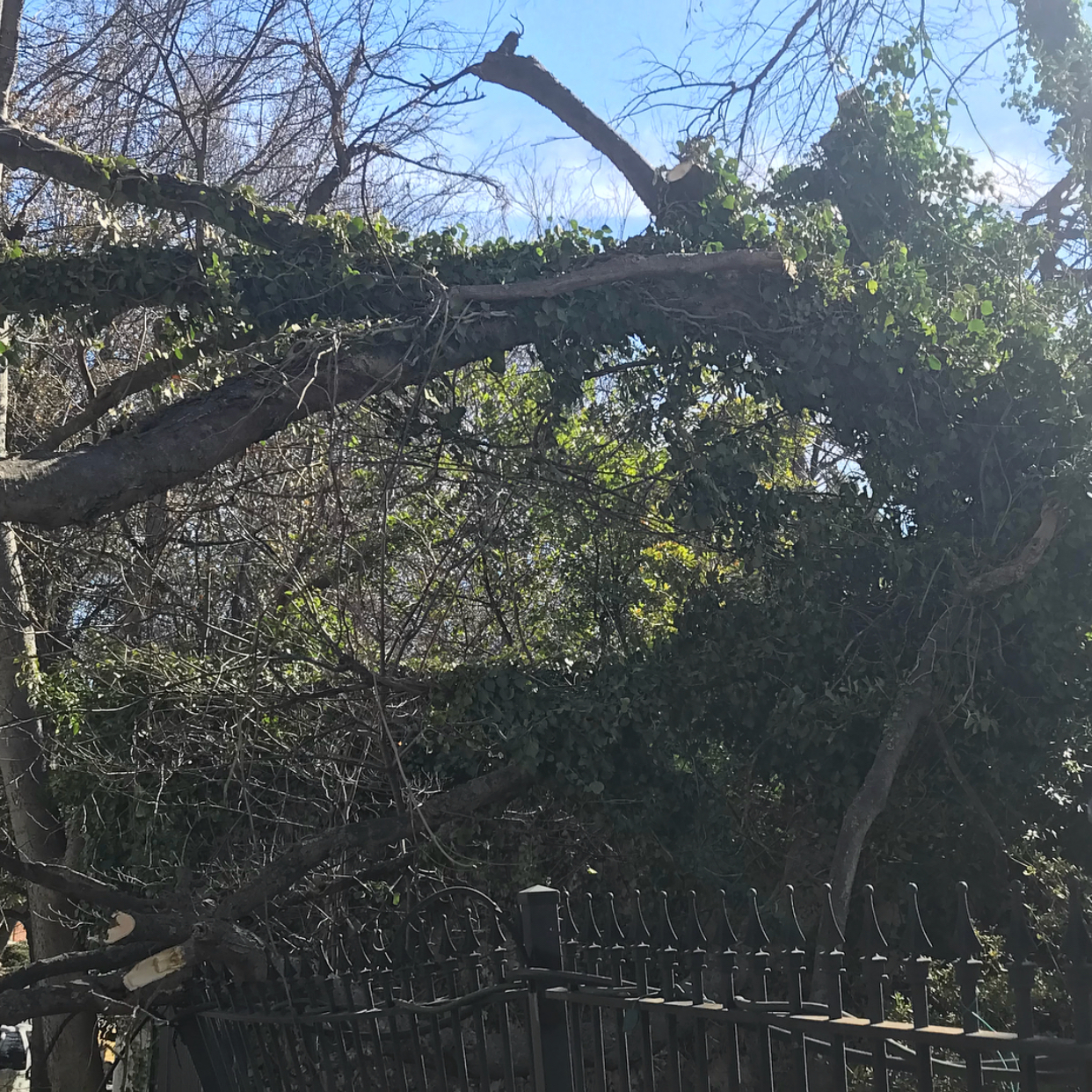 This Hackberry was suffering from root rot and fell onto multiple fences. Hackberry tree suffering from root rot falling into multiple fences.