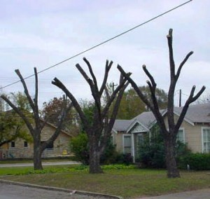 three topped trees in the front yard