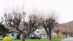 topped trees shooting out new branches upwards