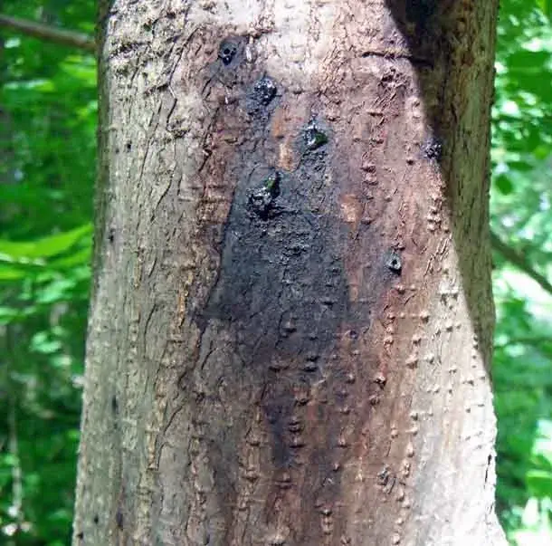 A tree trunk with a dark, irregularly shaped patch of diseased or decayed bark amidst a forest background.