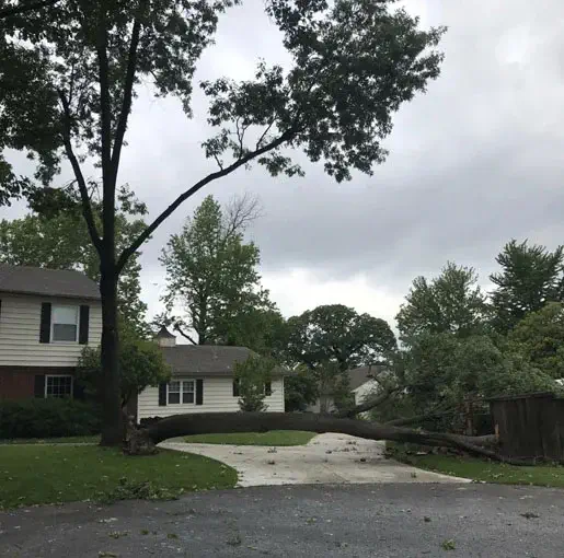 A large tree has fallen across a residential driveway, blocking access. The sky is overcast, and leaves and branches are scattered on the ground.