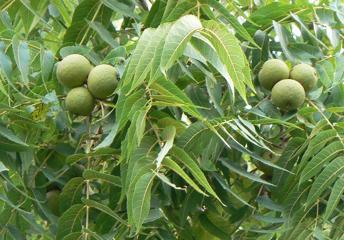 fruits attached to a walnut tree