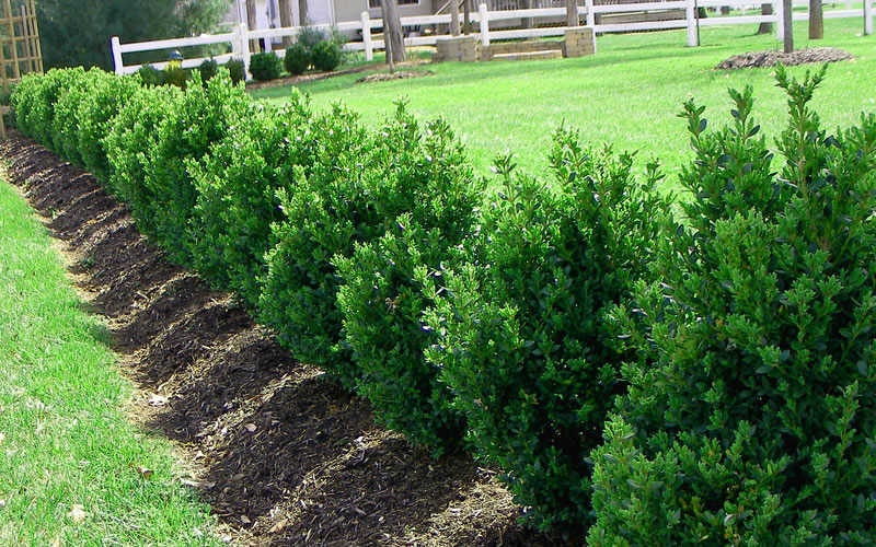 several boxwood trees planted in line in the backyard