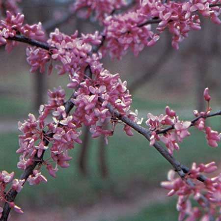 Clusters of pink flowers emerging from the entire tree of an Eastern Redbud.