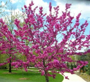 The Eastern Redbud | Tulsa, OK State Tree | Trees By Jake