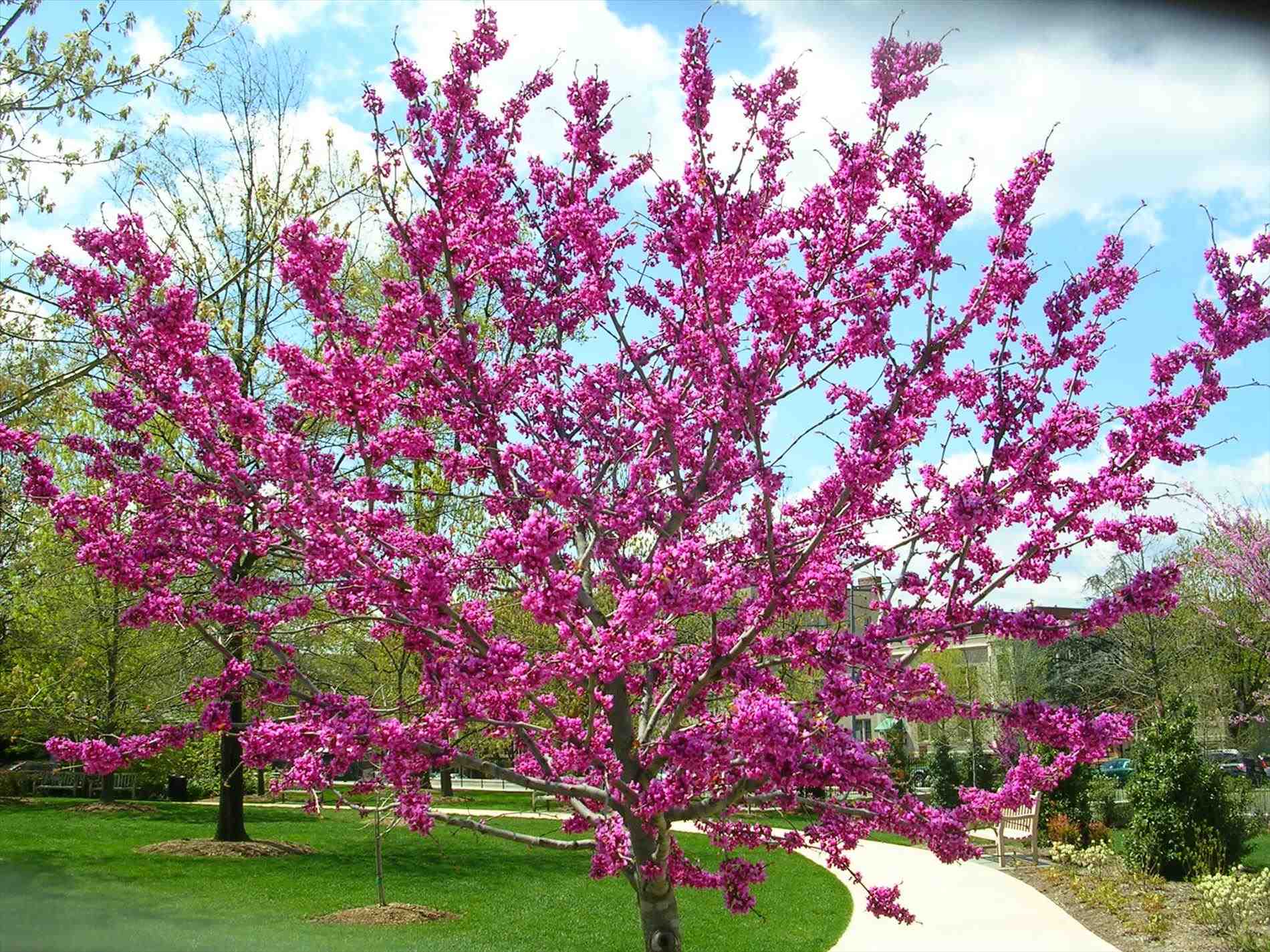 Eastern redbud tree with bright purple flowers