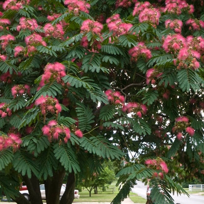 mimosa mimosas seedpods