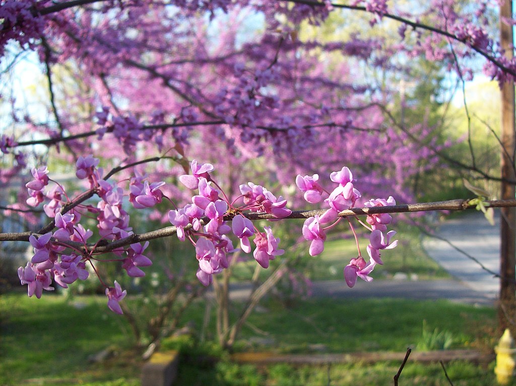 close-up of Eastern Redbud flowers