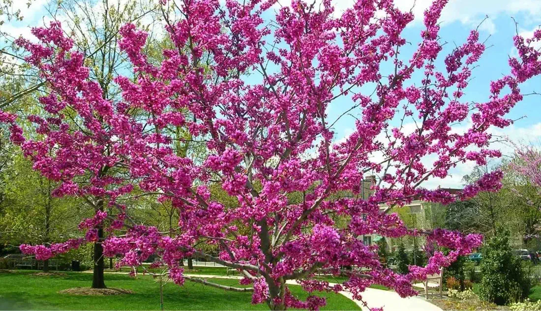 A tree with bright pink flowers in full bloom stands in a park with green grass and other trees, under a partly cloudy sky.