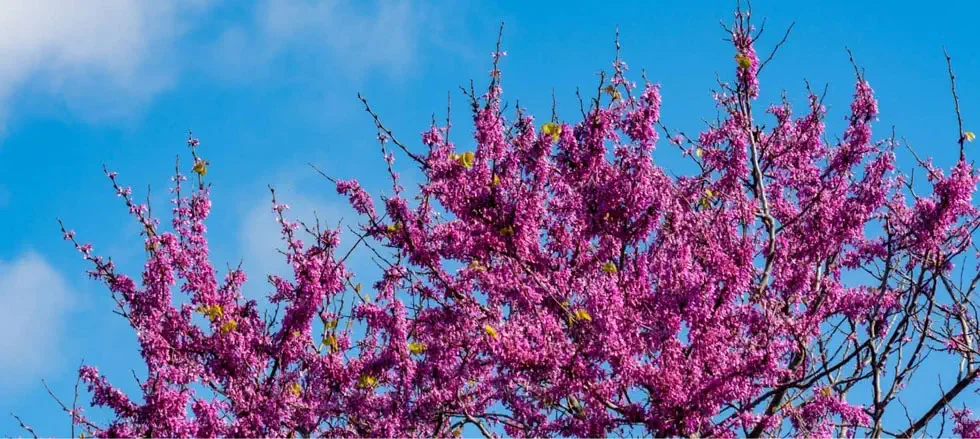 Branches of a tree are covered in vibrant pink flowers against a blue sky with scattered white clouds.