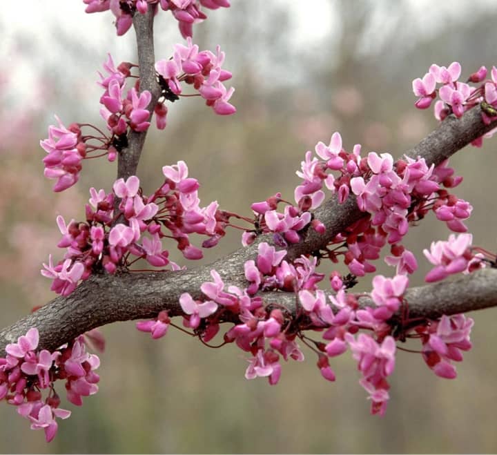 Trees by Jake Eastern Redbud Cercis Canadensis close up view of Pink flower tree