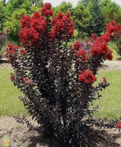 black diamond with black foliage and red flowers
