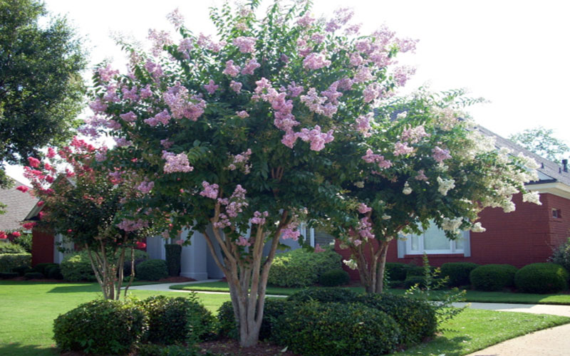 Crepe Myrtle tree with pink flowers