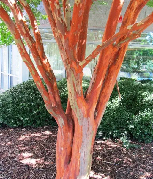 A tree with red and brown bark stands in front of a building, surrounded by green bushes and mulch.