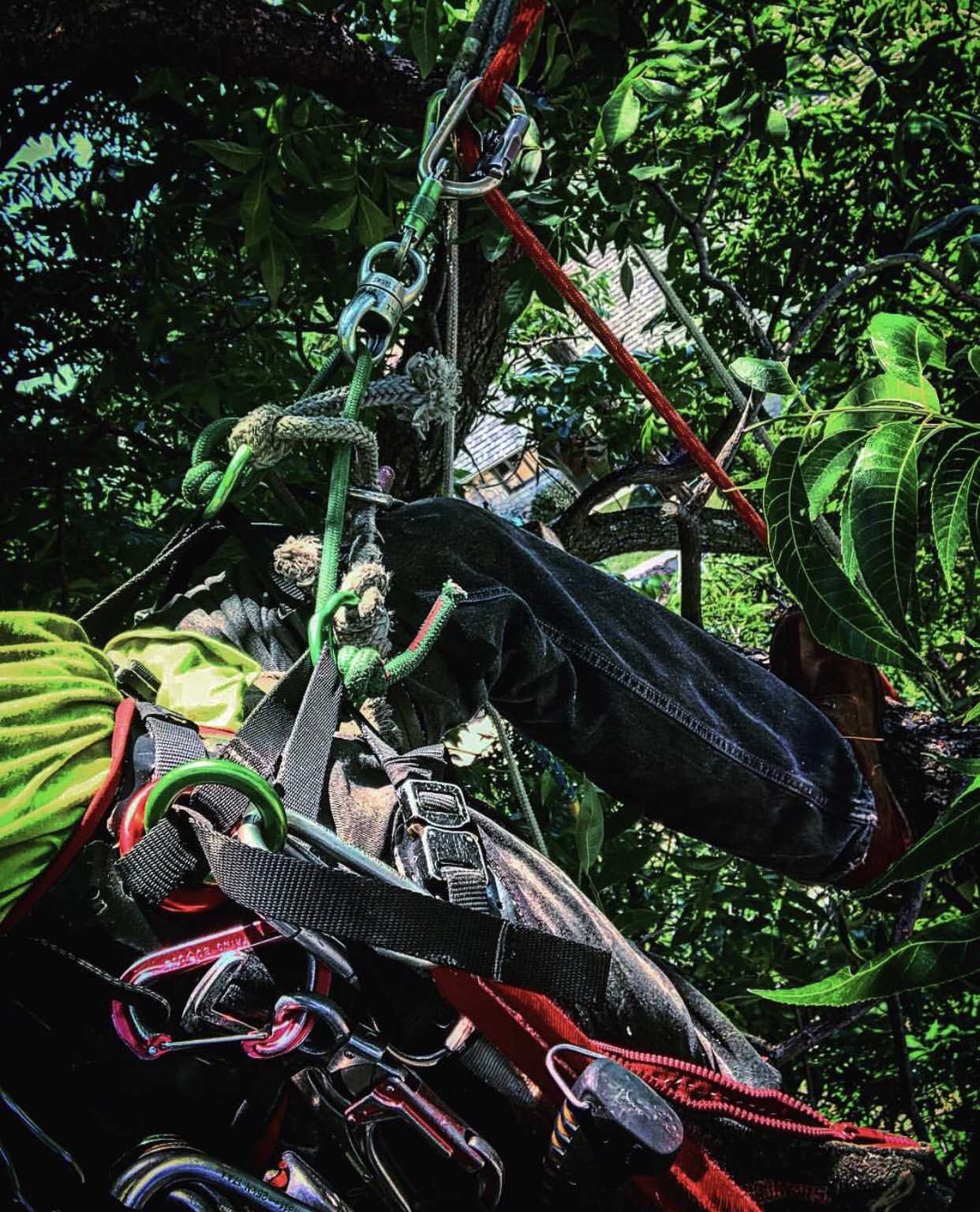 Tree Climber Tulsa