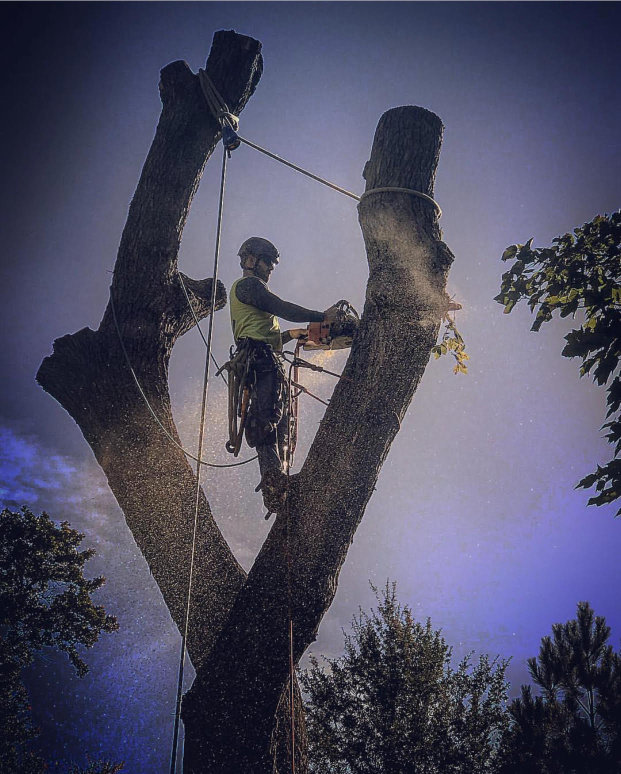 Jake, a Tulsa ISA Certified Arborist, rigging down an elm using proper cutting techniques. An arborist in harness cutting down an elm tree